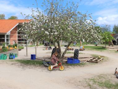 Raklev Børnehaves æbletræ